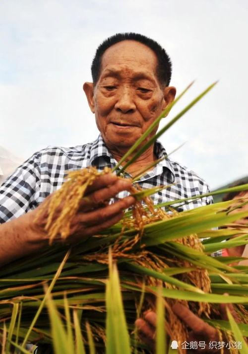 袁隆平下田爆料视频大全,揭秘农业科技发展背后的故事 第1张 袁隆平下田爆料视频大全,揭秘农业科技发展背后的故事 第1张